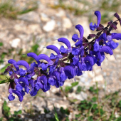 Šalvia lúčna /Salvia pratensis/