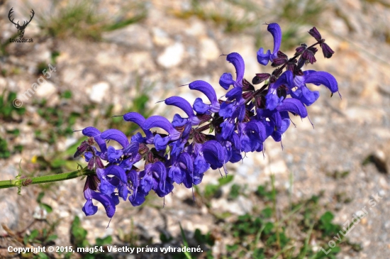 Šalvia lúčna /Salvia pratensis/