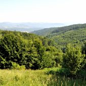 Plavno