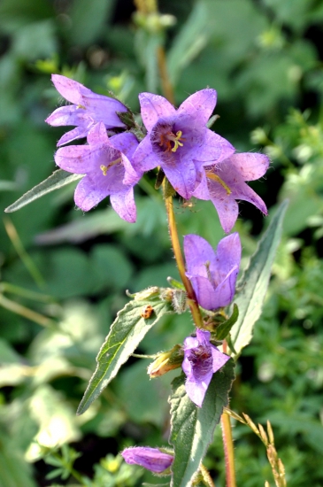 Zvonček pŕhľavolistý /Campanula trachelium/