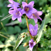Zvonček pŕhľavolistý /Campanula trachelium/