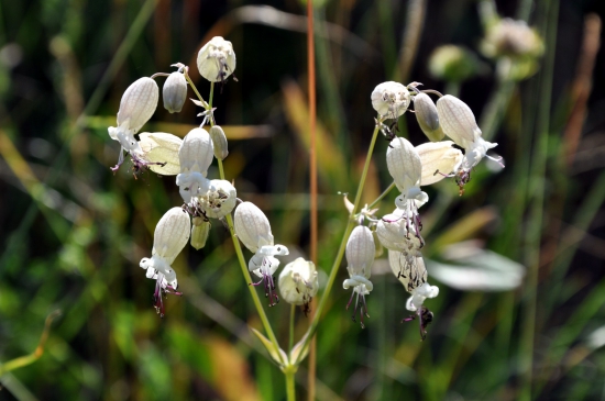 Silenka obyčajná /Silene vulgaris/