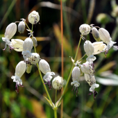 Silenka obyčajná /Silene vulgaris/