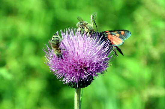 Netlačte sa, dosť je pre všetkých