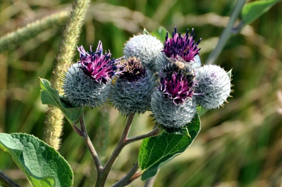 Lopúch väčší /Arctium lappa/