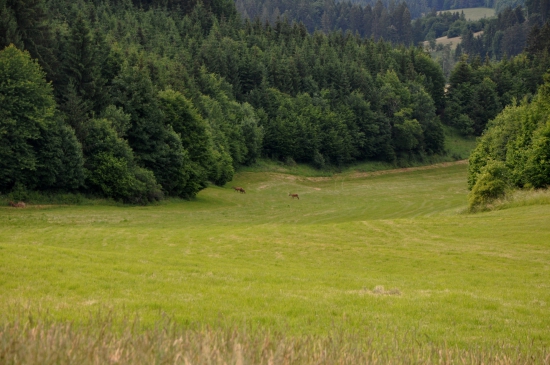 Búzová