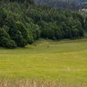 Búzová