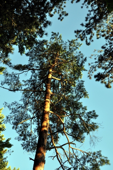 Na okraji lesa