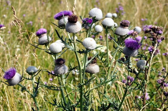 Krásne, ale pichlavé