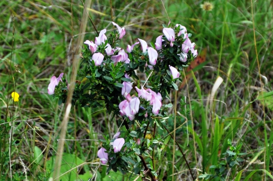 Ihlica tŕnistá /Onosis spinosa/