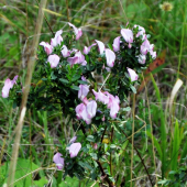 Ihlica tŕnistá /Onosis spinosa/
