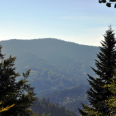 Poľana
