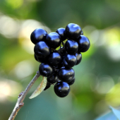 Vtáčí zob /Ligustrum vulgare/
