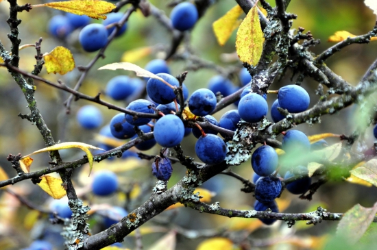 Trnka obyčajná /Prunus spinosa/
