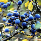 Trnka obyčajná /Prunus spinosa/