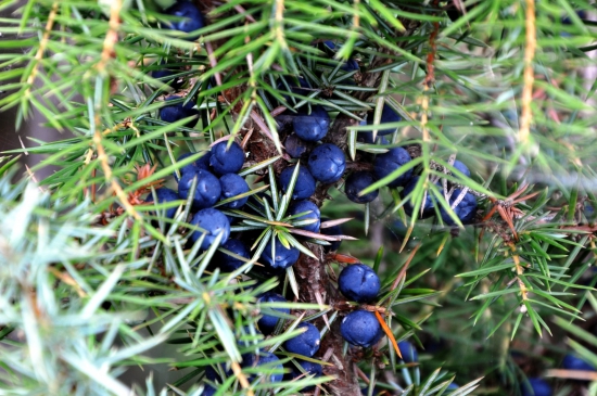 Borievka obyčajná /Juniperus communis/