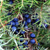 Borievka obyčajná /Juniperus communis/