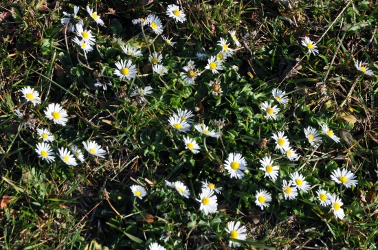 Sedmokráska obyčajná /Bellis perennis/