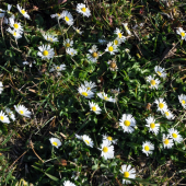 Sedmokráska obyčajná /Bellis perennis/