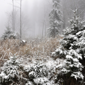 Bukovina dnes