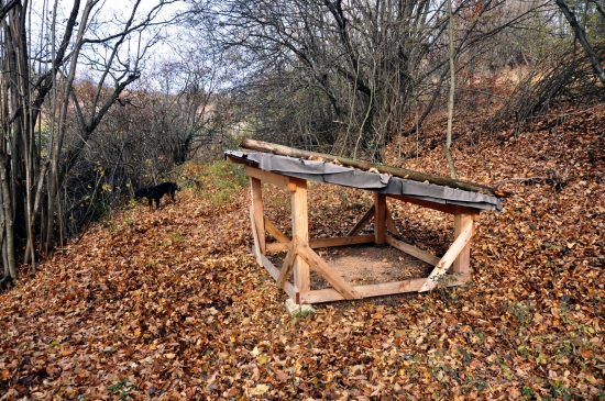 Prikrmovanie bažantov