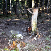 Solisko