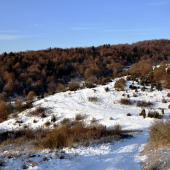 Cez Drienok