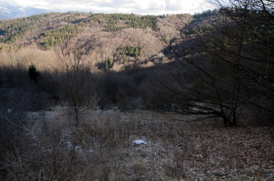 Budislava