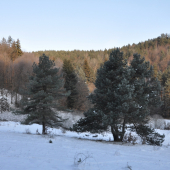 Predbane
