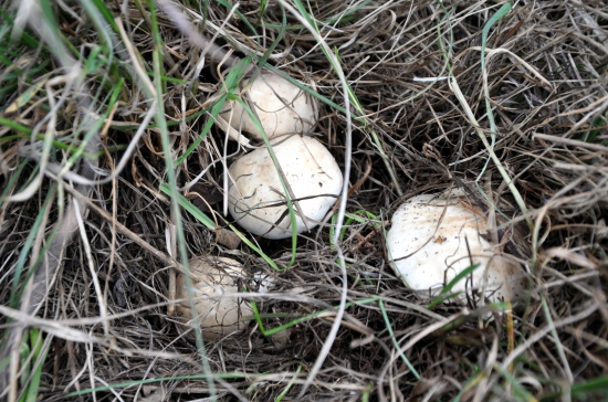 Z dnešných májoviek