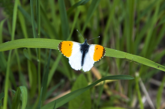 Mlynárik žeruchový