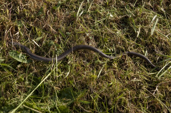 Slepúch /Anguis fragilis/