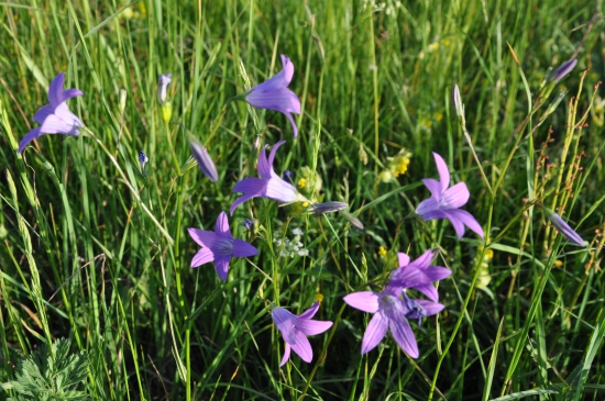Zvončeky v tráve...