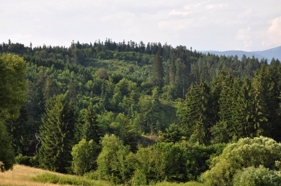 Plavno