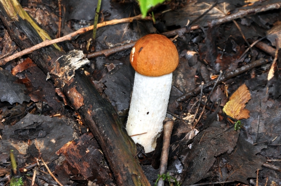 Nielen dubáky sú huby