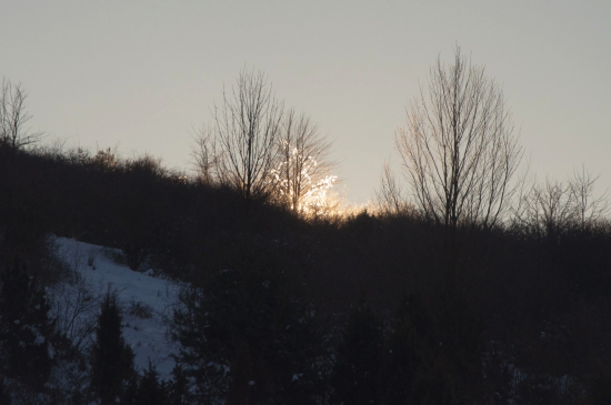 Rozžiarený strom