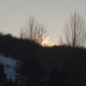 Rozžiarený strom