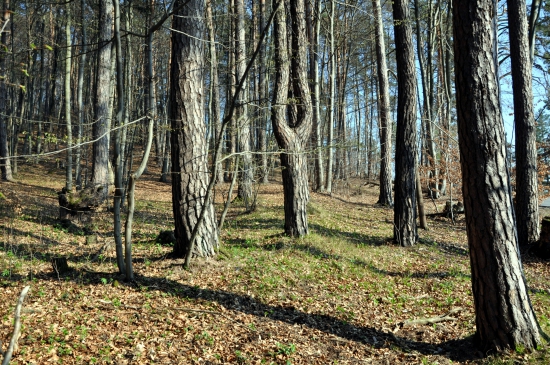 Na okraji lesa