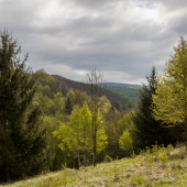 Zvadlivé