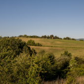 Dúbravka