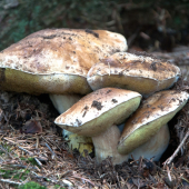 Rodinka