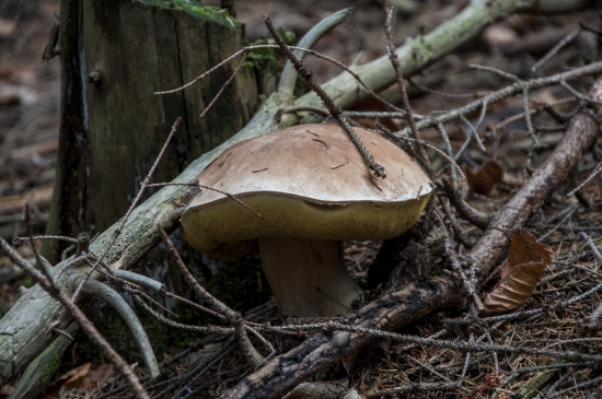 Jeden z  posledných