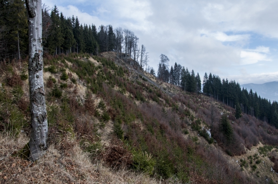 Z Bukoviny