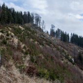 Z Bukoviny