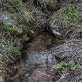 Studnička