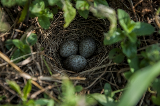 Hniezdo