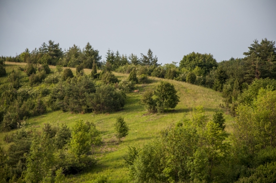 Šefranica