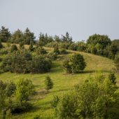 Šefranica