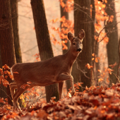 Dobré ráno, svetlo mojich očí...
