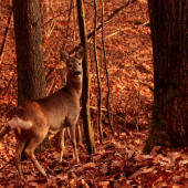 16. december - stále bez snehu